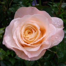 ROSE FABULOUS AT 60 ®  