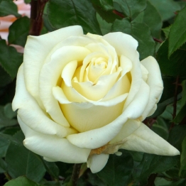 WHITE ROSE FOR A 1ST WEDDING ANNIVERSARY