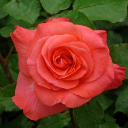 ROSE GERALDINE 