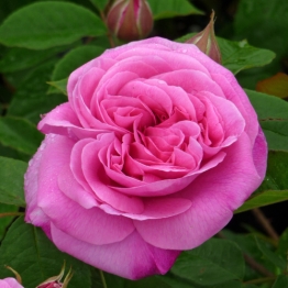 ROSE GERTRUDE JEKYLL 