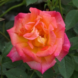 ROSE LITTLE JACKIE 