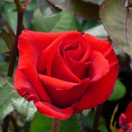 A RED MEMORIAL ROSE