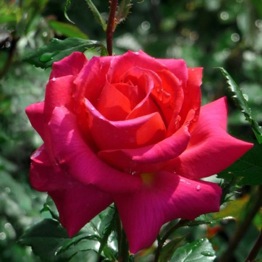 ROSE MY  DAD