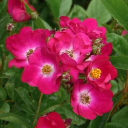 POPPY ROSE 