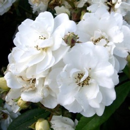 ROSE RAMBLING RECTOR 