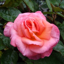 ROSE SANDRA 