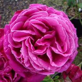 ROSE STEPHENS BIG PURPLE  