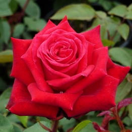 THE ENGLAND RUGBY ROSE