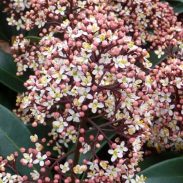 CHRISTMAS SKIMMIA PLANT