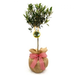  MINI OLIVE TREE GIFT