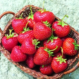 STRAWBERRY LUCY 4 Plants