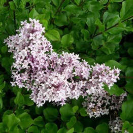 DWARF LILAC MISS KIM