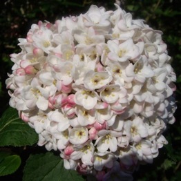 VIBURNUM ANNE RUSSELL