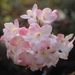 VIBURNUM BODNANTENSE DAWN