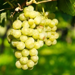 VITIS CHARDONNAY