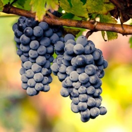 VITIS CABERNET SAUVIGNON