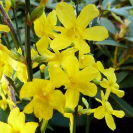 YELLOW FLOWERING JASMINE