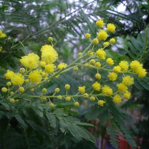 ACACIA MIMOSA PLANT