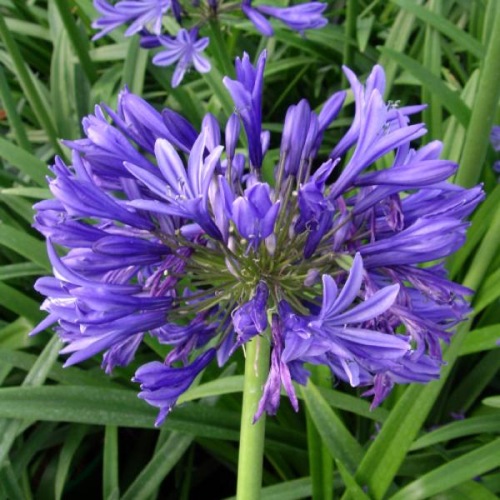 BLUE AFRICAN LILY