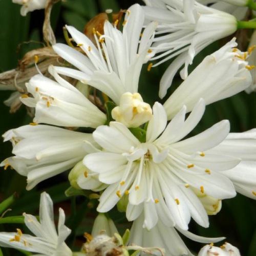 AGAPANTHUS DOUBLE DIAMOND