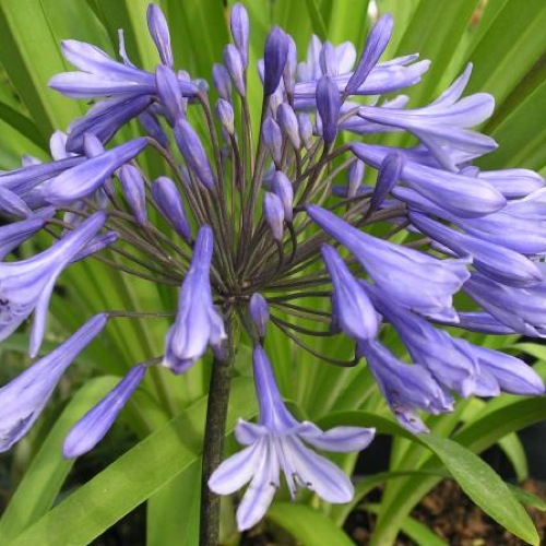 AGAPANTHUS CHARLOTTE