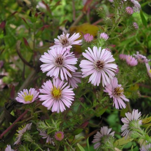 ASTER KYLIE