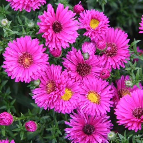 Giftaplant - ASTER JENNY