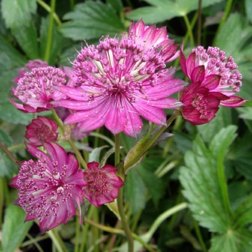 ASTRANTIA RUBY WEDDING