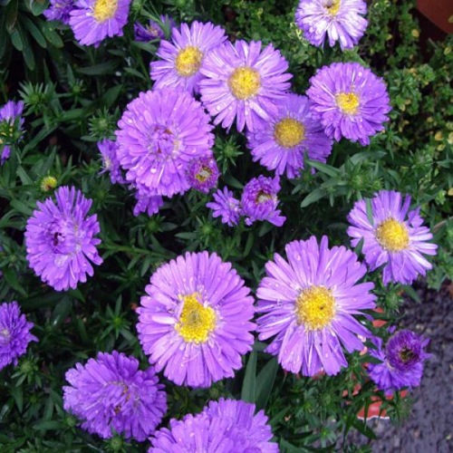 ASTER SAPPHIRE BLUE FLOWERS