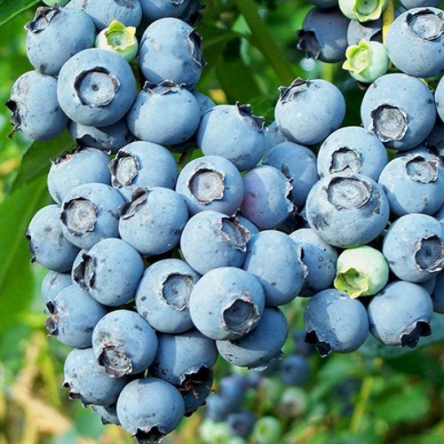 GROW YOUR OWN BLUEBERRY