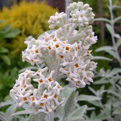 BUDDLEIA SILVER ANNIVERSARY