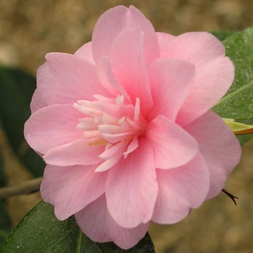 CAMELLIA CONGRATULATIONS