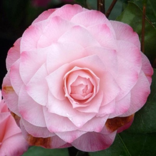 CAMELLIA DESIRE