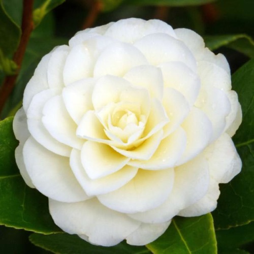 CAMELLIA GOLDEN ANNIVERSARY(med)