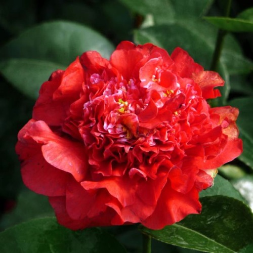 CAMELLIA RUBY WEDDING