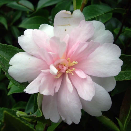 CAMELLIA AUDREY