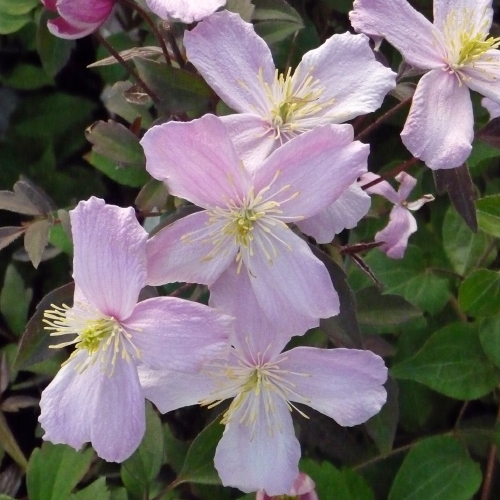 CLEMATIS ELIZABETH