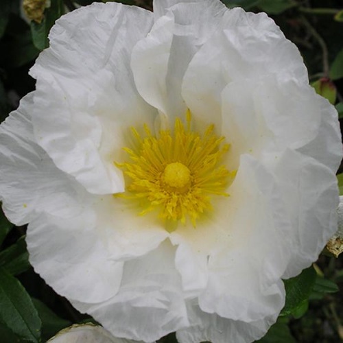 CISTUS PAPER MOON