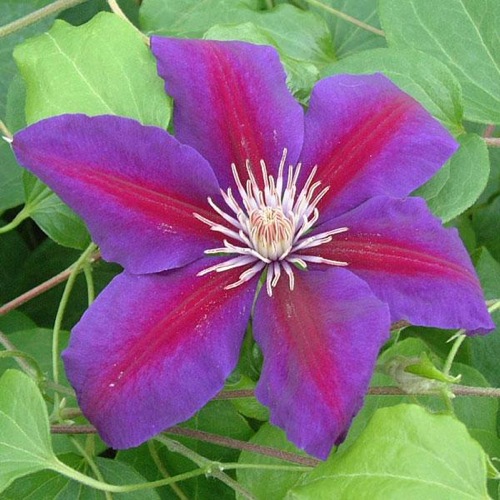 CLEMATIS ANNA LOUISE