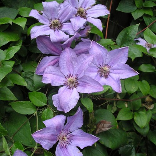 CLEMATIS HAPPY ANNIVERSARY