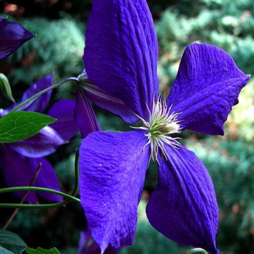 CLEMATIS CASSANDRA