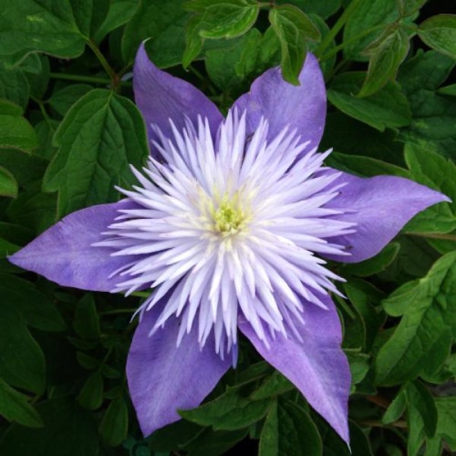 CLEMATIS CRYSTAL FOUNTAIN