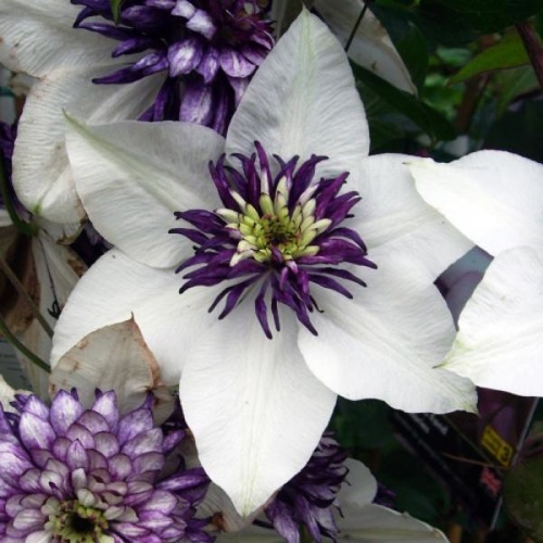 CLEMATIS FLORIDA SIEBOLDII