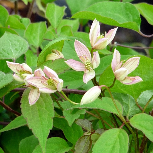 CLEMATIS GRACE