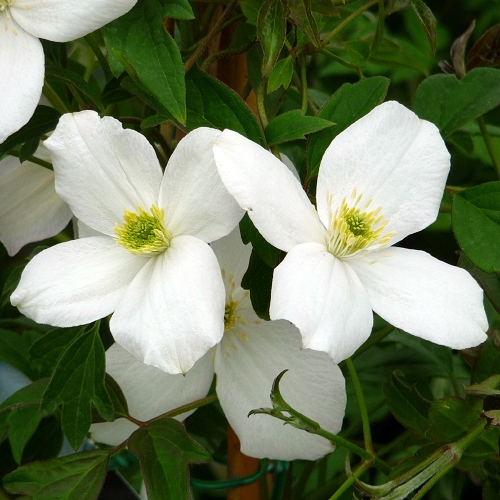 CLEMATIS ALEXANDER