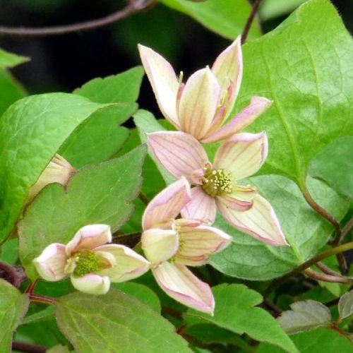 CLEMATIS MARJORIE