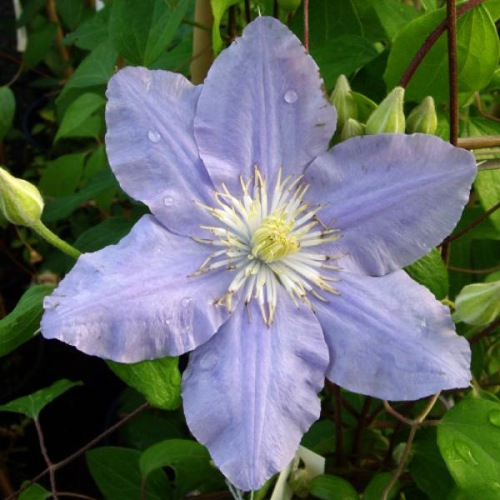 CLEMATIS ZARA