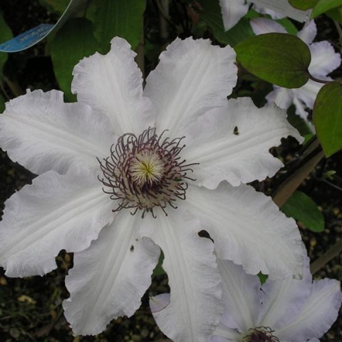 CLEMATIS CHANTILLY