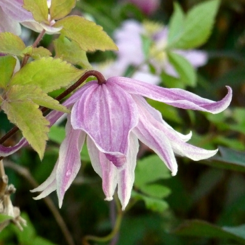 CLEMATIS DIAMOND ANNIVERSARY