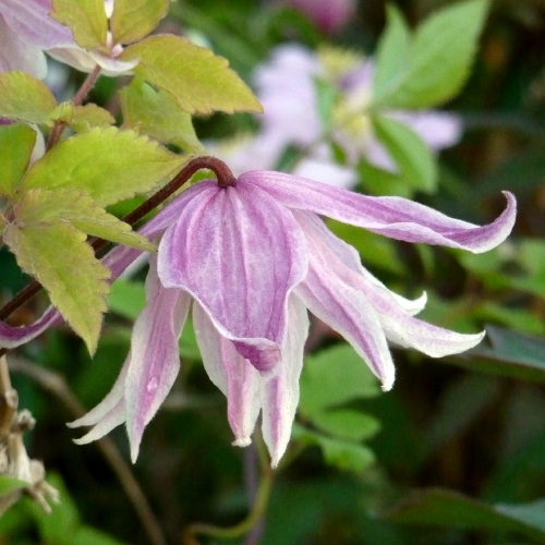 CLEMATIS DIAMOND ANNIVERSARY 